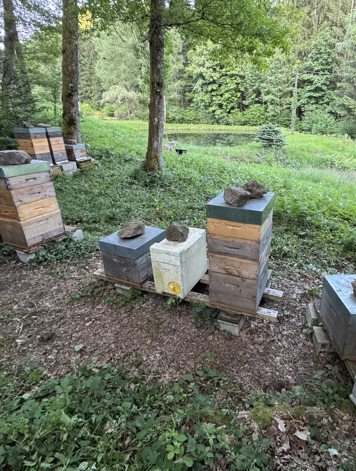 Ruches dans une clairière entourée de verdure, à proximité du gîte de Servance.