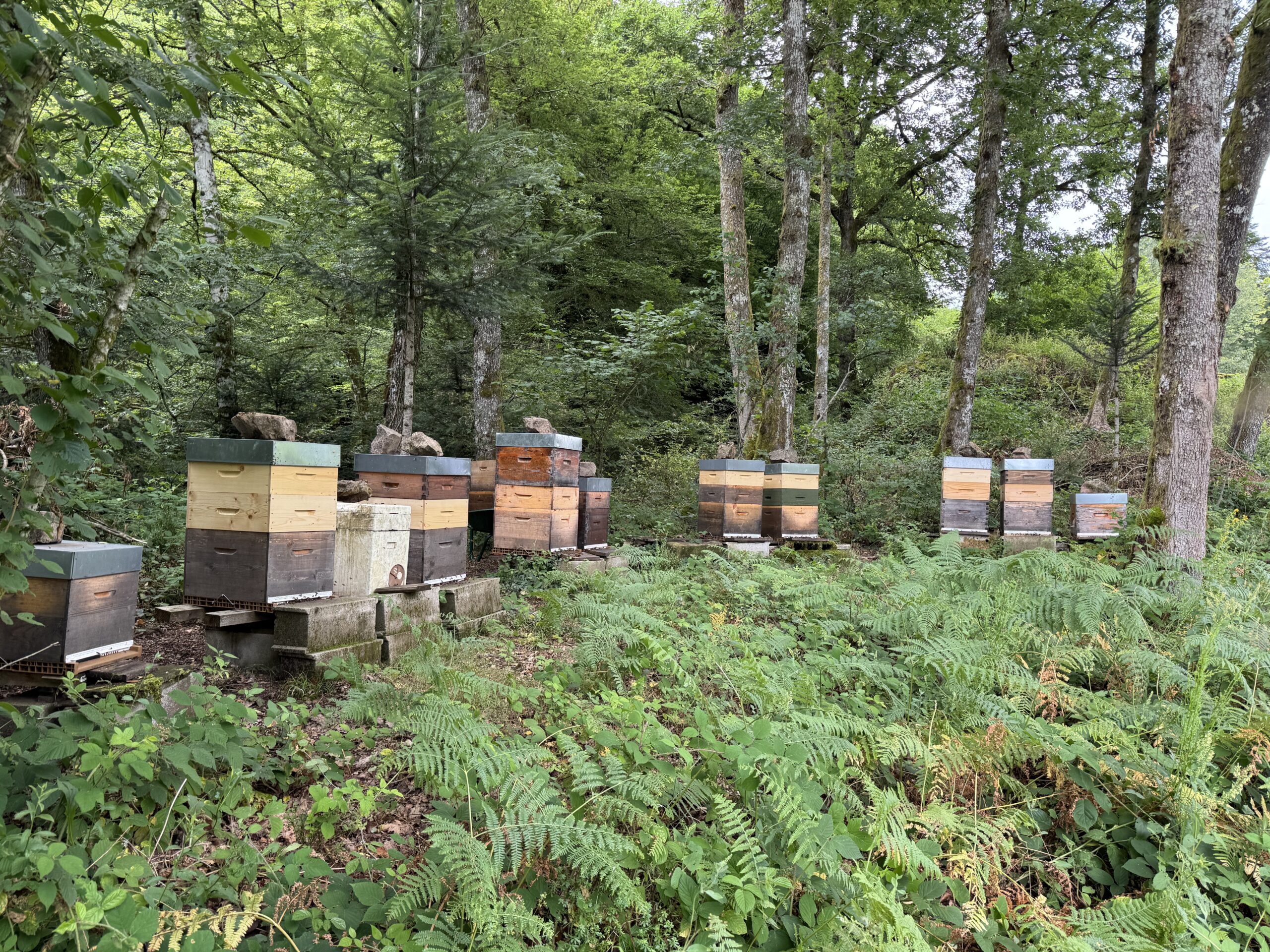 Ruches en bois installées près de la maison à Servance en saison estivale.