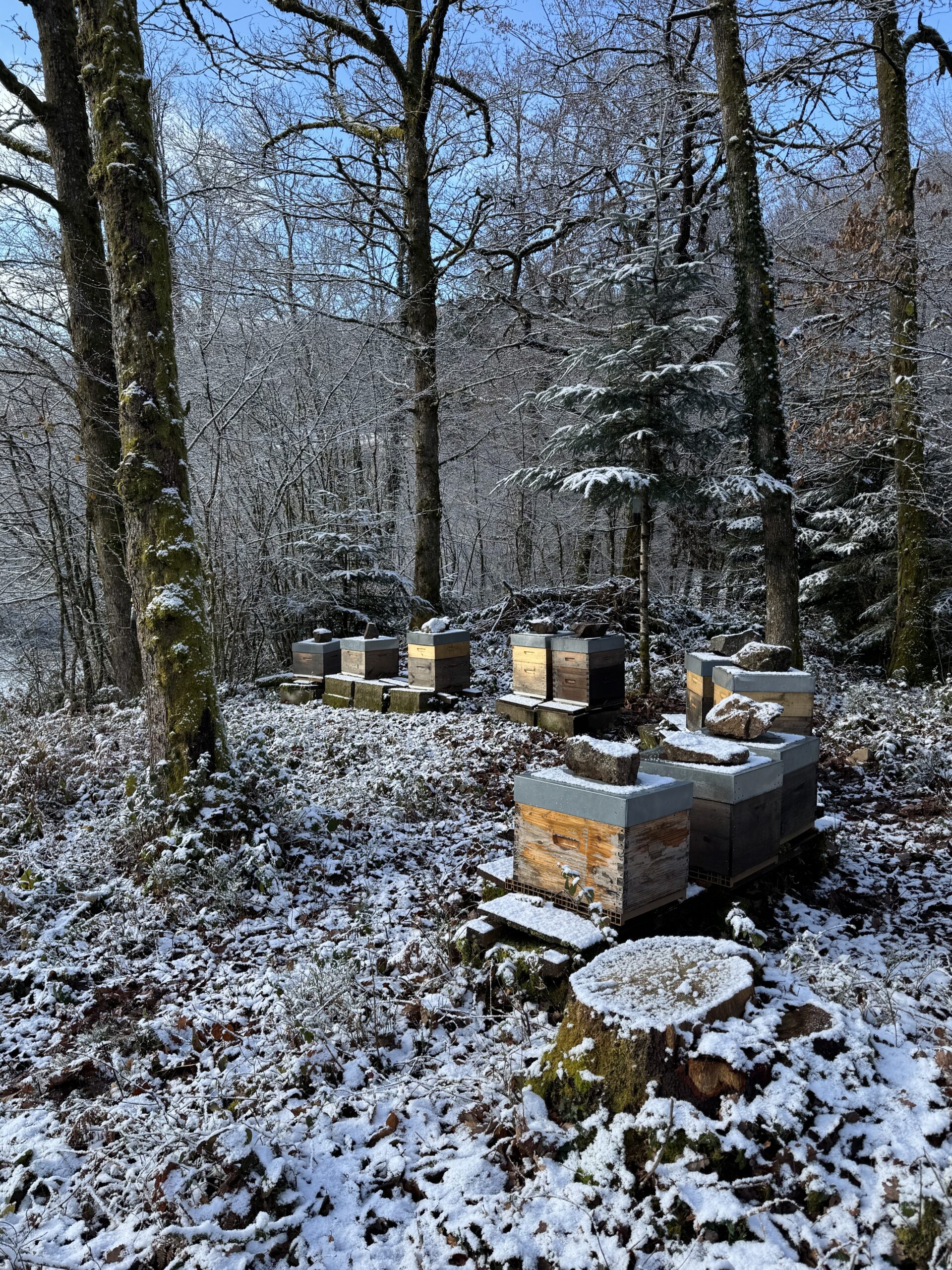 Plusieurs ruches enneigées au milieu des arbres en hiver.