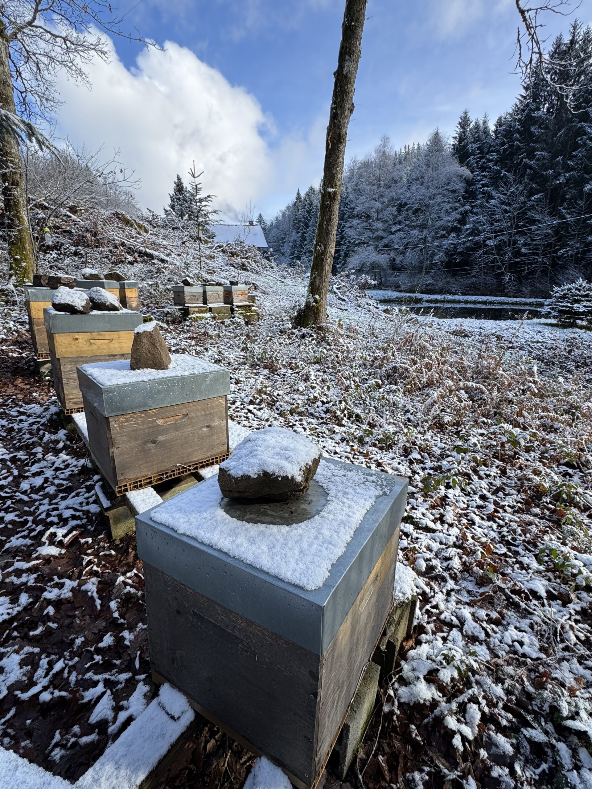 Ruches recouvertes de neige dans le paysage d’hiver autour du gîte.